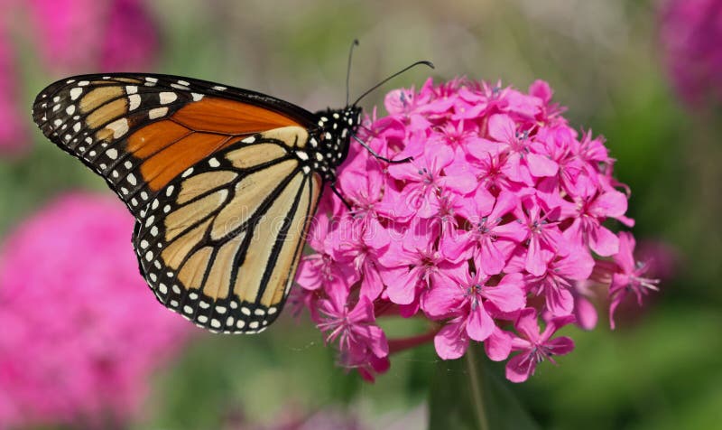 Monarch Butterfly on Flower Stock Photo - Image of monarch, wings: 44122318