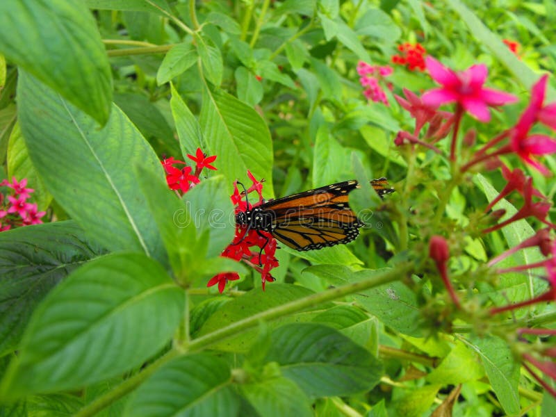Monarch butterfly stock image. Image of leaves, colors 84730679