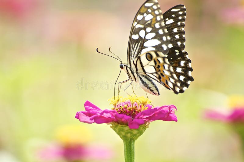 Monarch Butterfly Fly in Morning Nature. Stock Image Image of floral