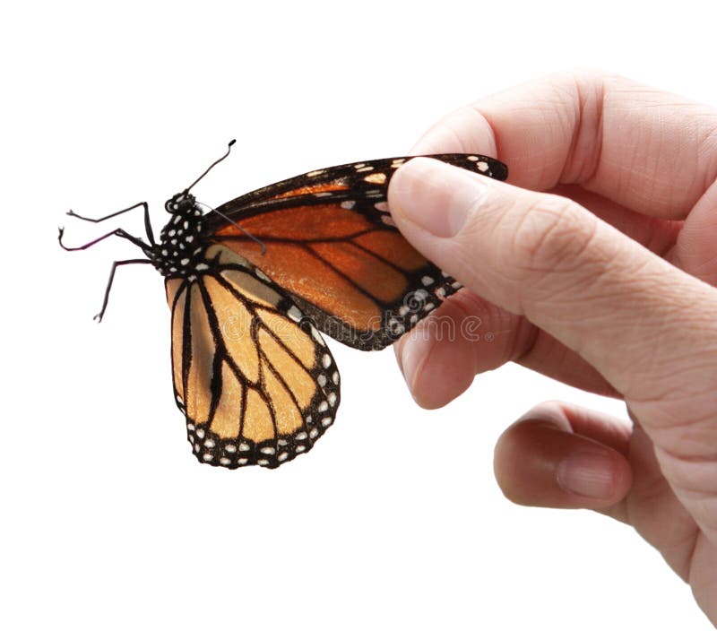 Monarch Butterfly and hand