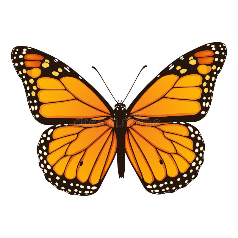 Monarch Butterfly. Hand Drawn Vector Illustration Stock ...