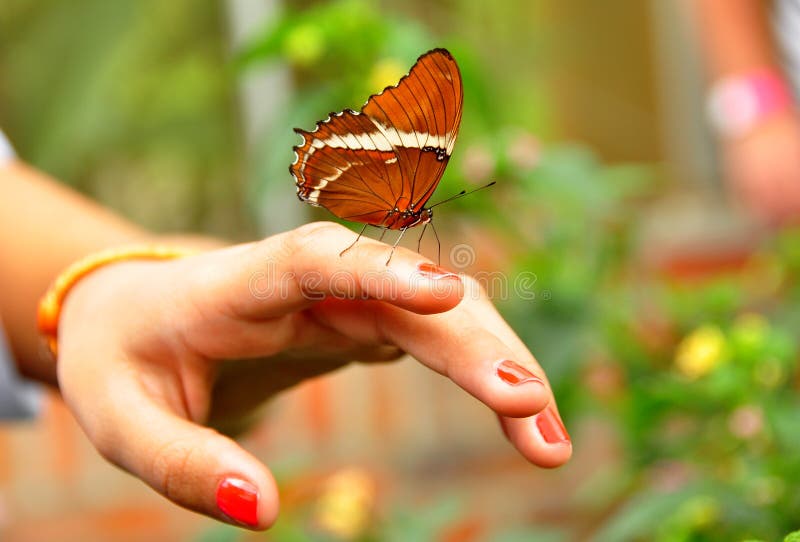 Monarch Butterfly on the hand