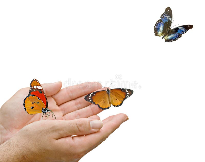 Butterfly Flying from Hands Stock Image Image of person, animal