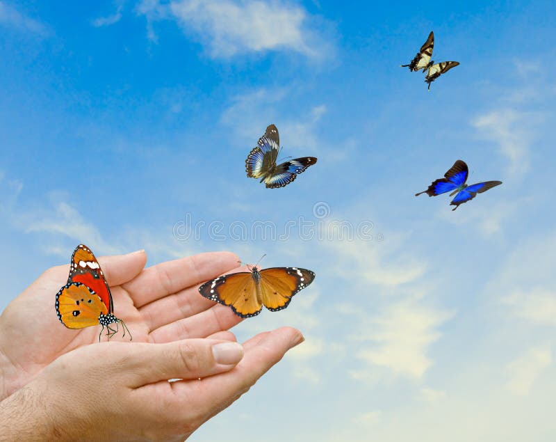 Monarch butterfly in hands stock photo. Image of lepidoptera 102727662