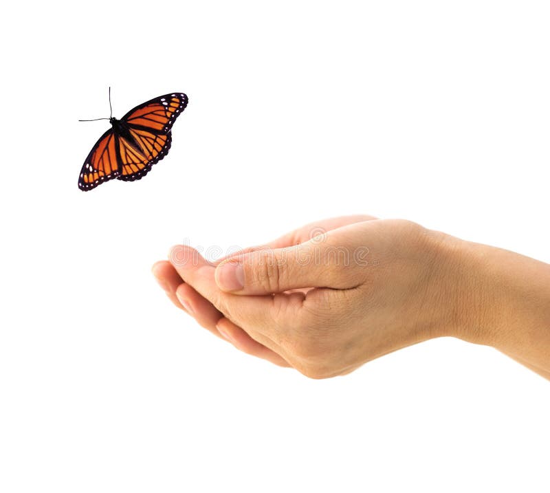 120 Hand Releasing Butterfly Stock Photos Free & RoyaltyFree Stock Photos from Dreamstime