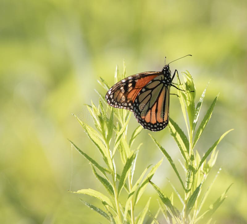 A Side View of a Monarch Butterfly on Green Plant Stock Image - Image