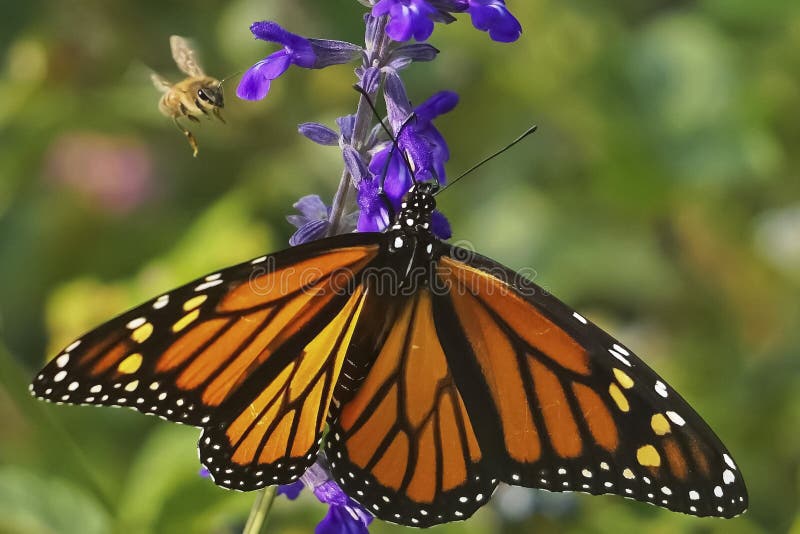 Monarch butterfly and honey bee stock image Monarch butterfly and honey bee stock image