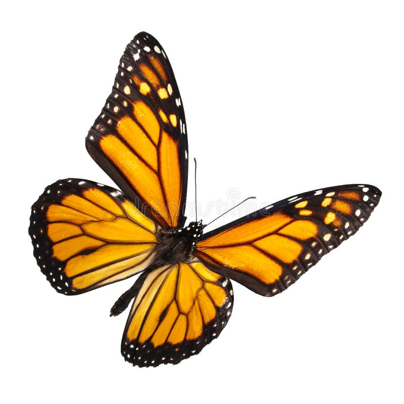 Farfalla monarca Isolato su Bianco.