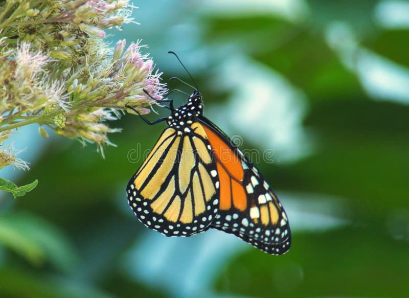 Monarch butterfly on joe pye weed royalty free stock photos Monarch butterfly on joe pye weed royalty free stock photos