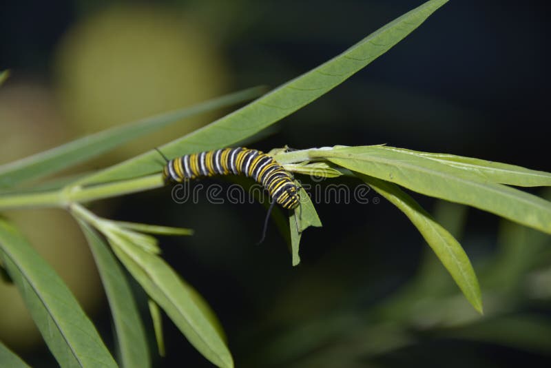 Monarch Butterfly Larvae stock image. Image of vegetation 98999677