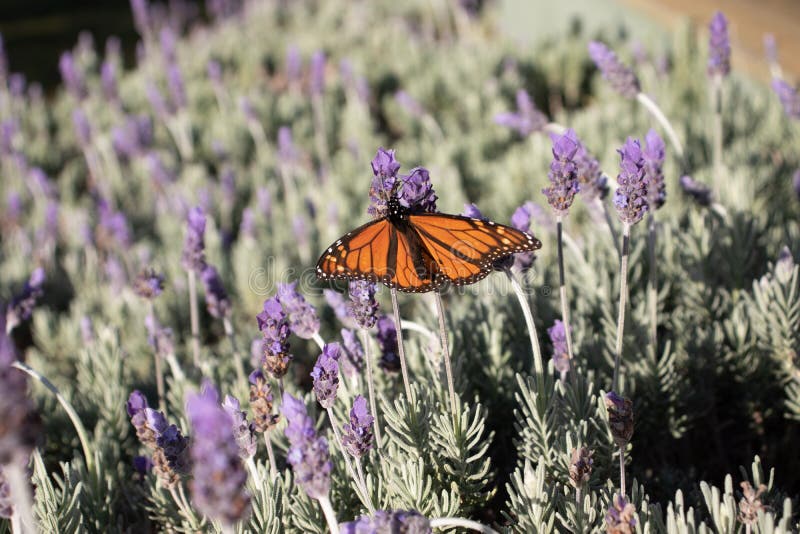 Monarch Butterfly on Lavender Flowers Stock Photo Image of purple