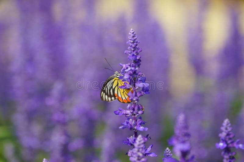 Monarch Butterfly on the Lavender in Garden Stock Photo Image of