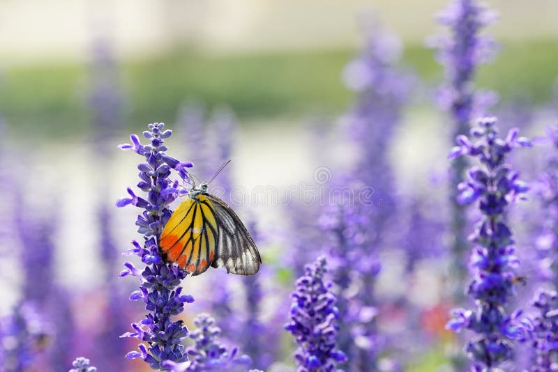 Monarch Butterfly on the Lavender in Garden Stock Photo Image of