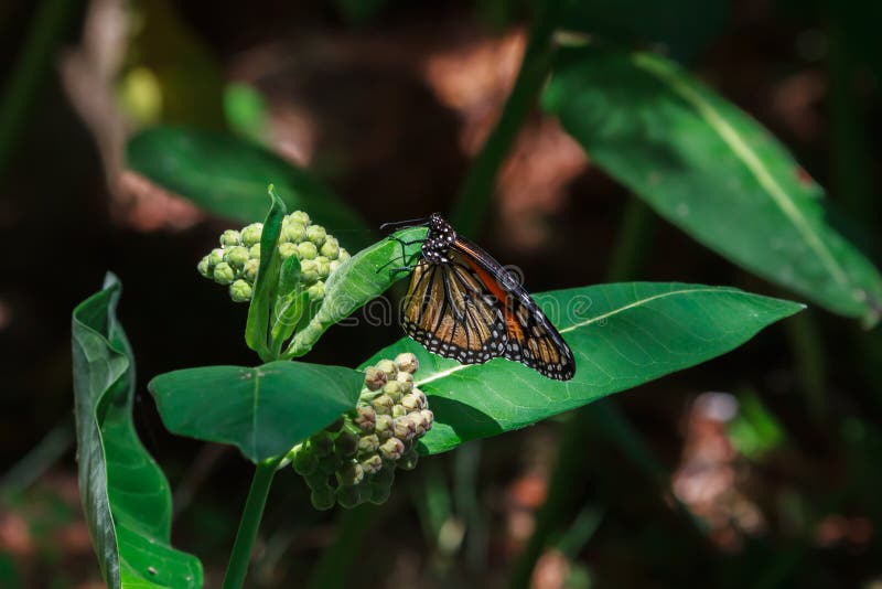 342 Monarch Butterfly Eggs Milkweed Stock Photos Free & RoyaltyFree