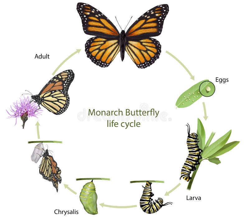 Monarch Butterfly Life Cycle Stock Illustration - Illustration of ...