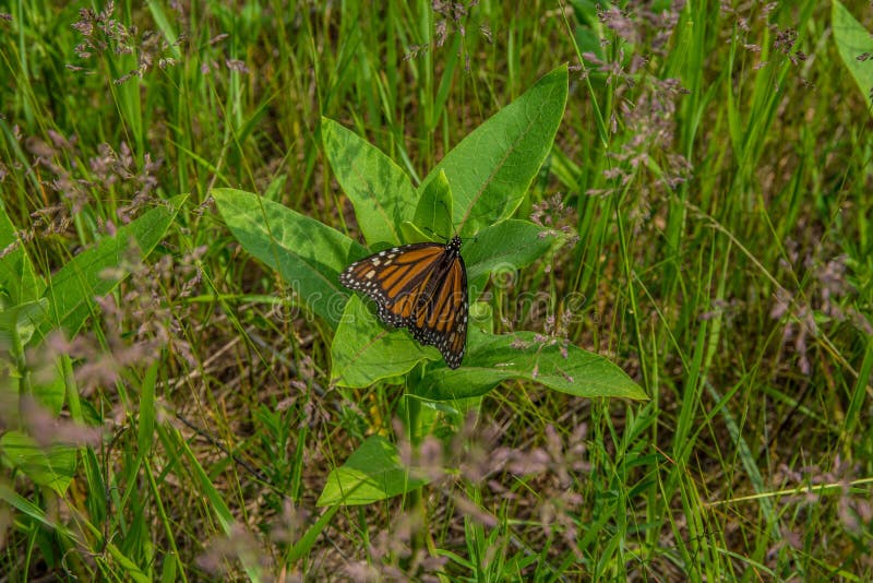 Monarch Butterfly on a milkweed plant stock images Monarch Butterfly on a milkweed plant stock images