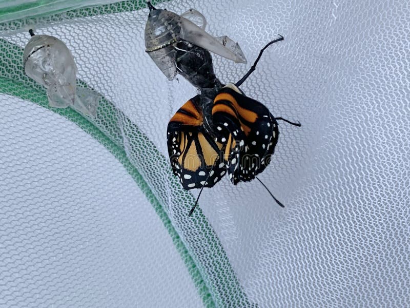 Monarch Butterfly Partiallyemerged from Chrysalis Stock Image Image