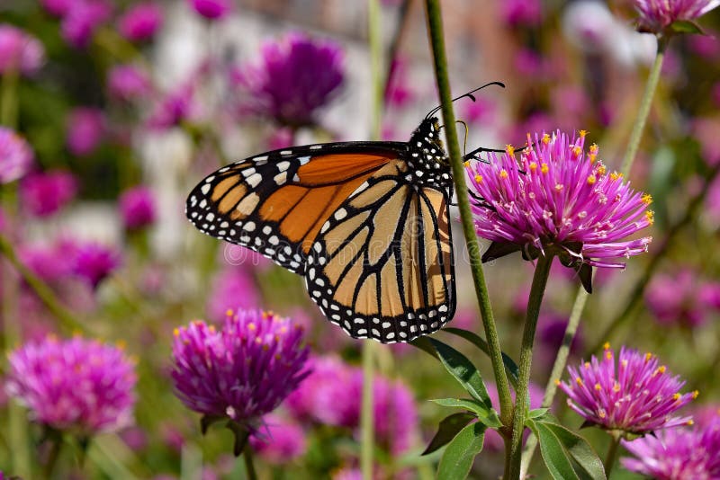 Monarch Butterfly on Pink Flower Stock Image Image of wings, colorful