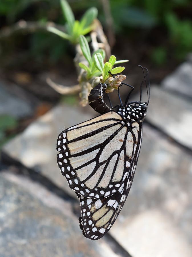 342 Monarch Butterfly Eggs Milkweed Stock Photos Free & RoyaltyFree