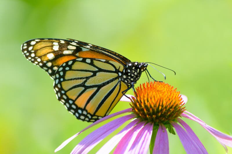 Monarch Butterfly on Purple Coneflower on plain green stock image Monarch Butterfly on Purple Coneflower on plain green stock image