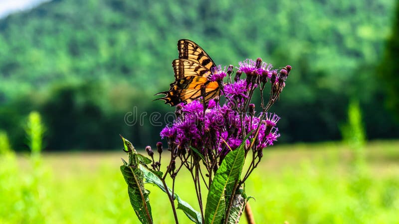 Monarch Butterfly on a Purple Flower Stock Image - Image of nature