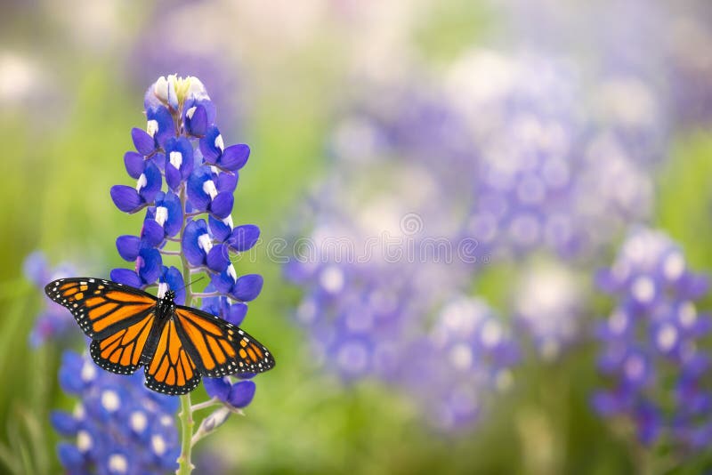 Monarch butterfly på texterna blåebonnet-blomman arkivfoto
