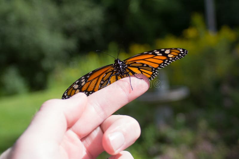 Monarch Butterfly Release stock photo. Image of color 45361162