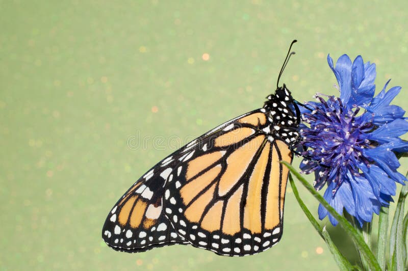 Monarch Butterfly Resting on a Blue Cornflower Stock Image Image of