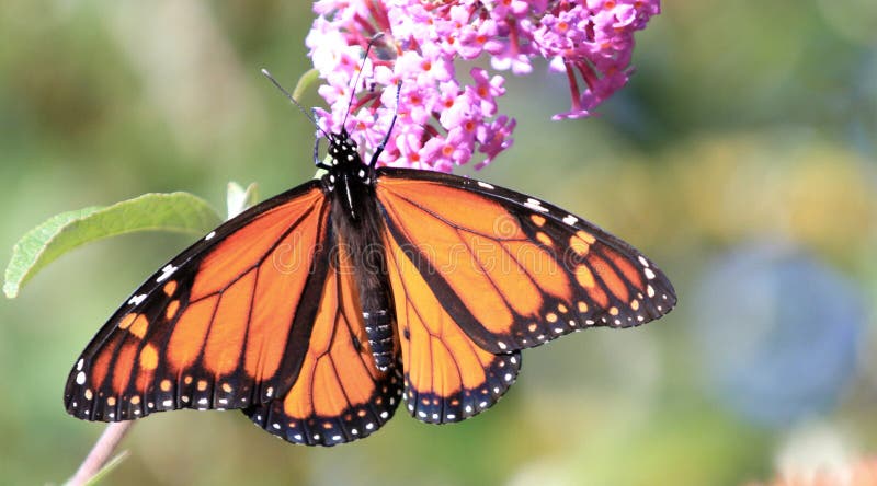 Monarch Butterfly Caterpillar Stock Image - Image of green, beauty ...