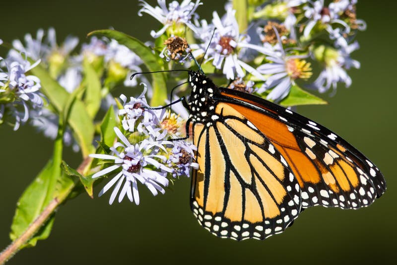 Monarch Butterfly Sipping Nectar from the Flower Stock