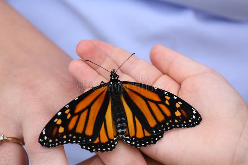 Monarch butterfly in a small child's hand