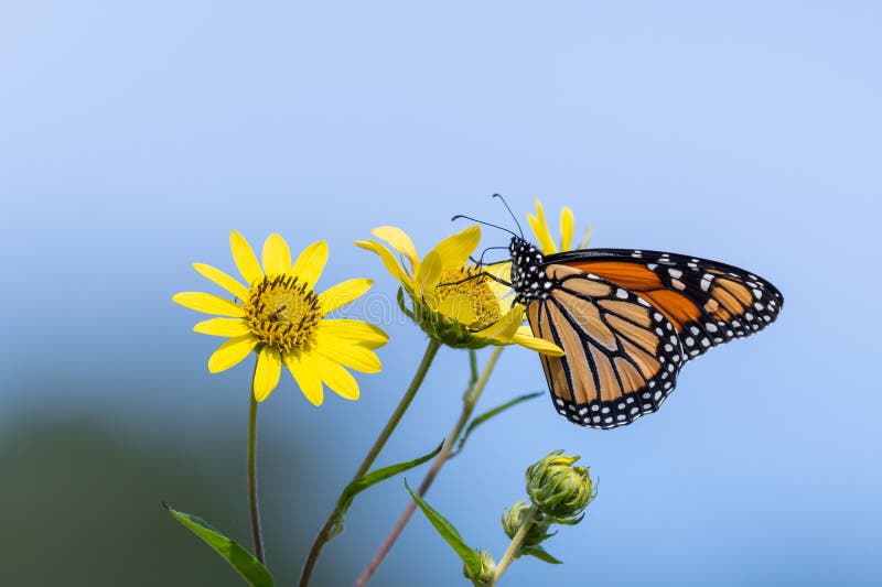 A monarch butterfly standing on giant sunflower gathering nectar. Bright blue skies are shown behind it. A monarch butterfly standing on giant sunflower gathering nectar. Bright blue skies are shown behind it.