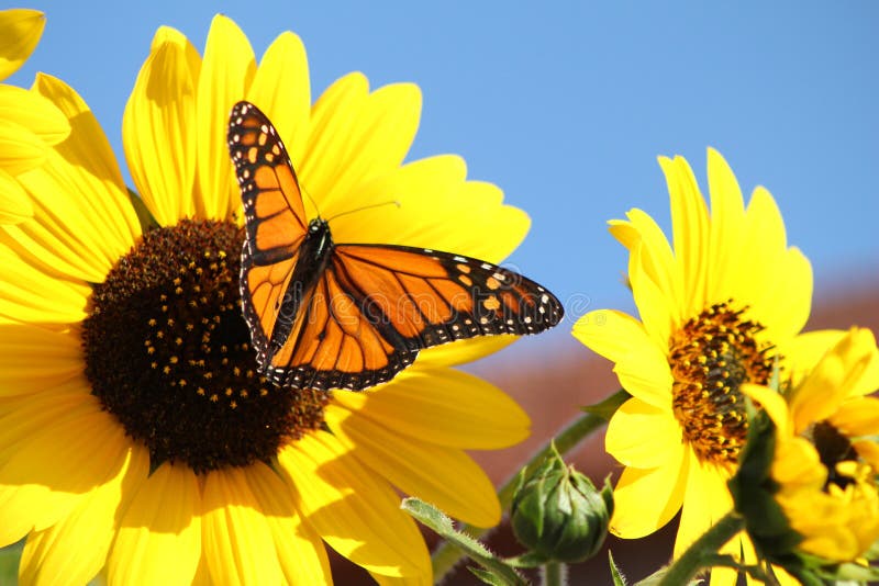 4,690 Butterfly Sunflower Photos Free & RoyaltyFree Stock Photos