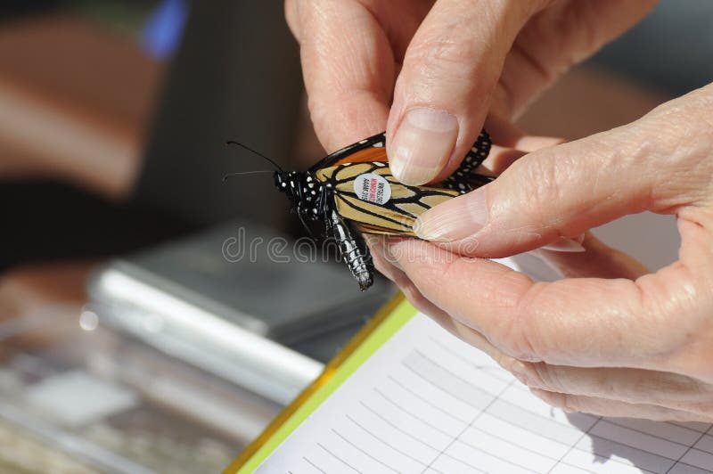 A Monarch butterfly is tagged