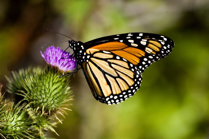 Monarch Butterfly on a Thistle