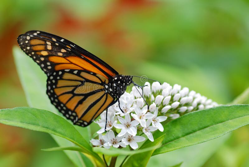 Monarch Butterfly on White Flowers Stock Image Image of eating, resting 5421953