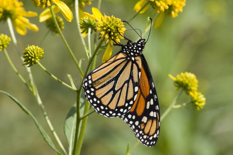 Monarch Butterfly on Wildflowers