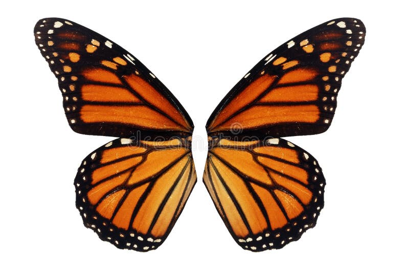 Monarch Butterfly wing