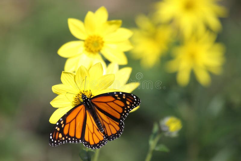 Monarch Butterfly on Woodland Sunflowers