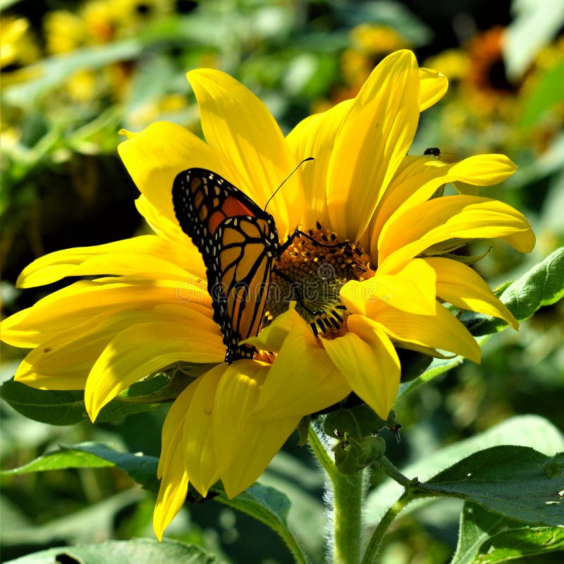 Monarch butterfly in Yellow sunflower on Fall day in Littleton, Massachusetts, Middlesex County, United States. New England Fall.