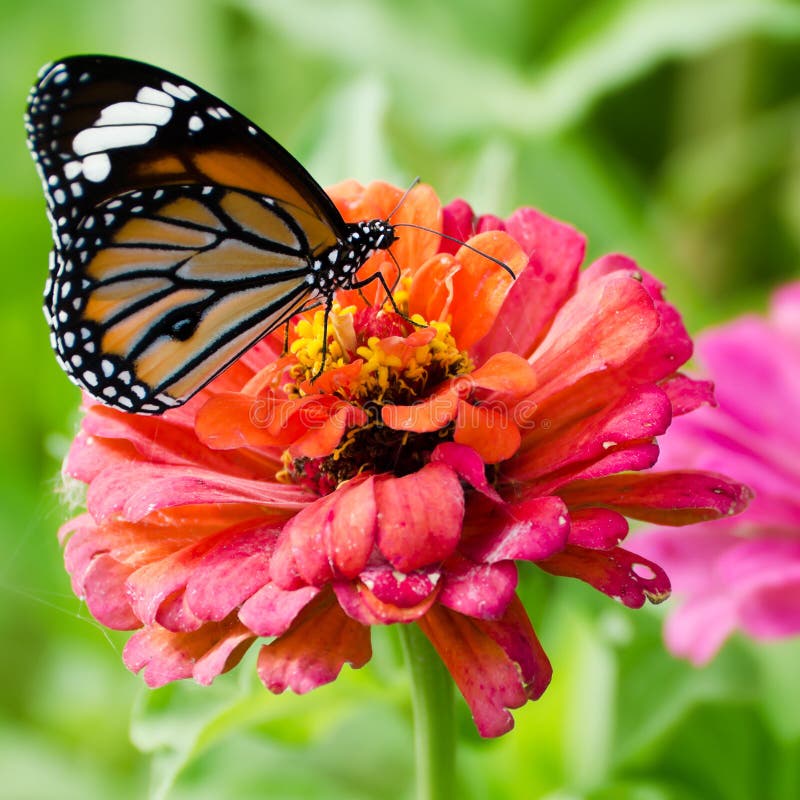 Monarch Butterfly on Zinnia Flower Stock Image Image of macro