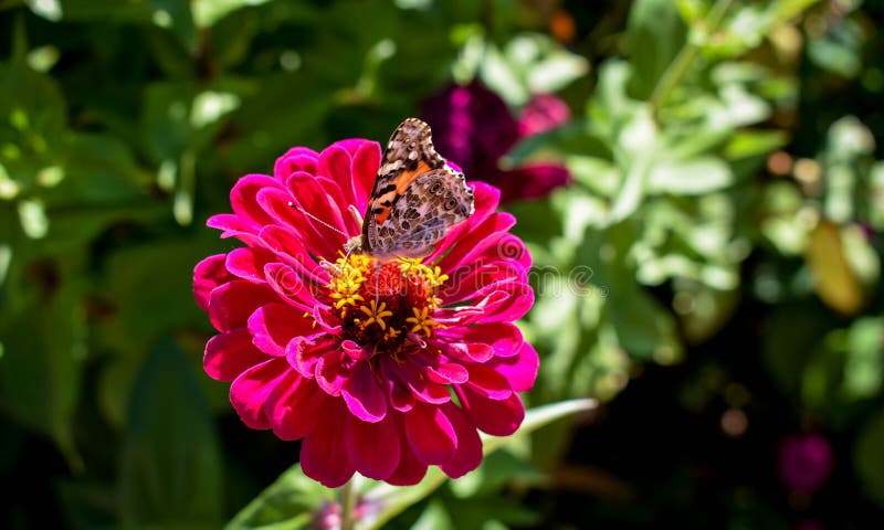 Monarch butterfly on a zinnia royalty free stock photography Monarch butterfly on a zinnia royalty free stock photography