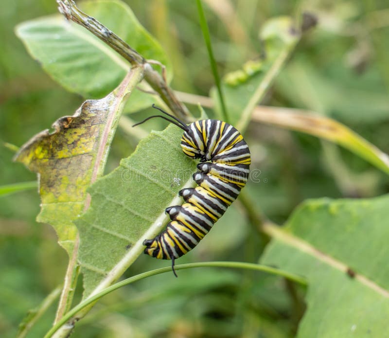 Munching Caterpillar Mascot Stock Illustration by ©lenmdp #58949045