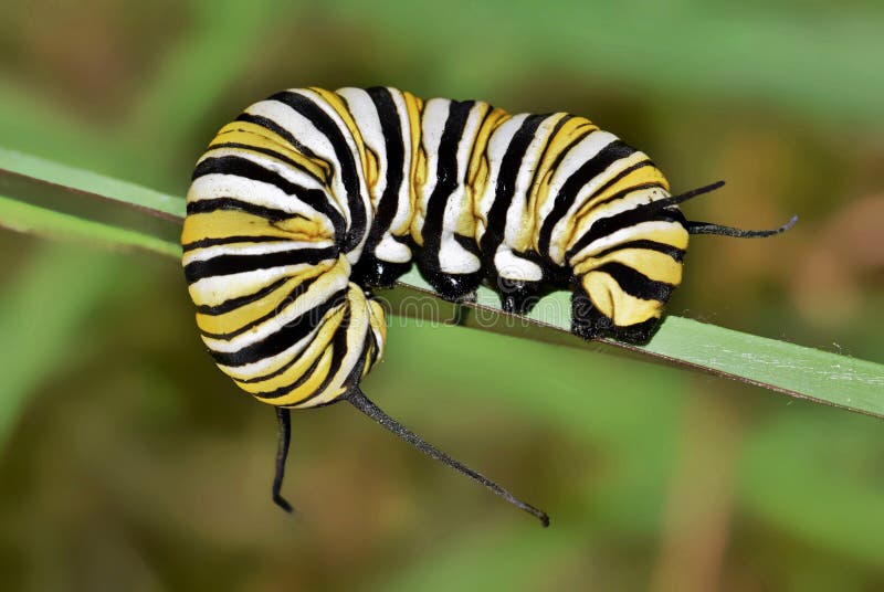 Monarch caterpillar curled around a plant stem. royalty free stock photography Monarch caterpillar curled around a plant stem. royalty free stock photography