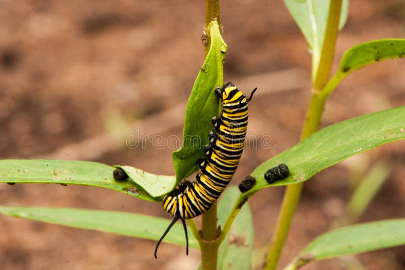 Monarch Caterpillar on a Milkweed Plant Stock Image Image of natural