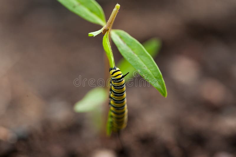 Monarch Caterpillar on a Milkweed Plant Stock Photo Image of wildlife