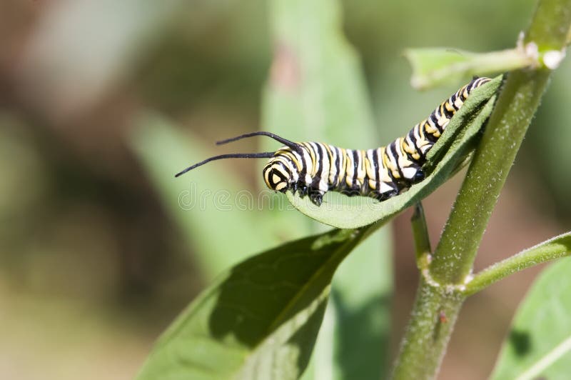 Monarch caterpillar5