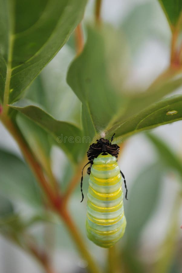 Monarch Chrysalis stock image. Image of beauty, black 8656453