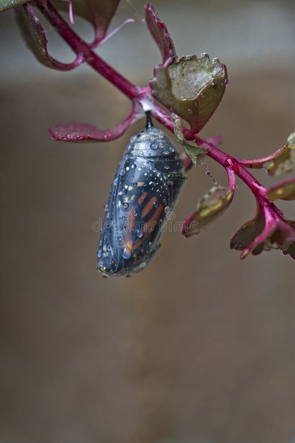 Monarch cocoon stock photo. Image of insects, butterflies 9221270