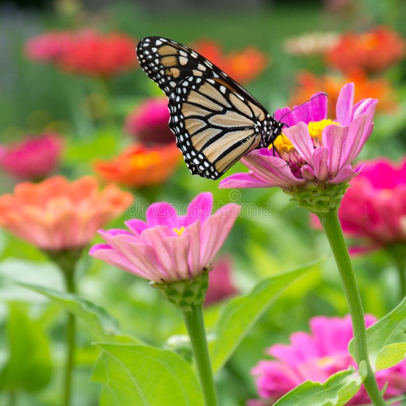 Monarch Sipping Nectar from a Zinnia Flower Stock Photo Image of